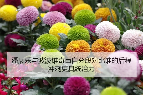 潘展乐与波波维奇百自分段对比谁的后程冲刺更具统治力